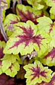 HEUCHERELLA STOPLIGHT