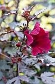 HIBISCUS ACETOSELLA MAHOGANY SPLENDOR