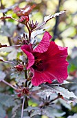 HIBISCUS ACETOSELLA MAHOGANY SPLENDOR