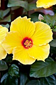 HIBISCUS ROSA-SINENSIS SUNNY WIND