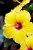 HIBISCUS ROSA-SINENSIS SUNNY WIND