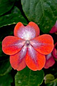 IMPATIENS PATCHWORK COSMIC ORANGE