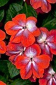 IMPATIENS PATCHWORK COSMIC ORANGE