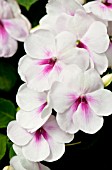 IMPATIENS PATCHWORK PINK ICE