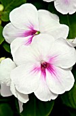 IMPATIENS PATCHWORK PINK ICE