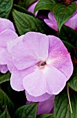 IMPATIENS NEW GUINEA DIVINE LAVENDER