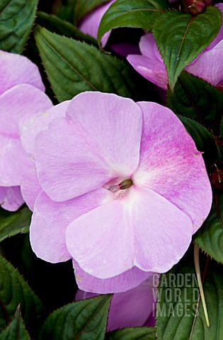 IMPATIENS_NEW_GUINEA_DIVINE_LAVENDER