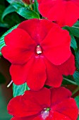 IMPATIENS NEW GUINEA DIVINE SCARLET RED