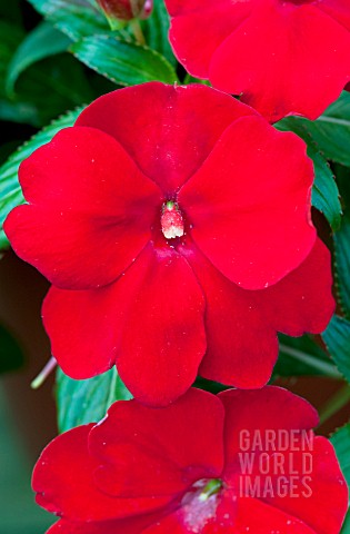 IMPATIENS_NEW_GUINEA_DIVINE_SCARLET_RED