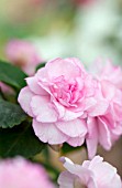 IMPATIENS WALLERIANA SILHOUETTE LIGHT PINK