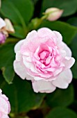 IMPATIENS WALLERIANA SILHOUETTE LIGHT PINK