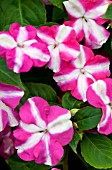 IMPATIENS WALLERIANA TEMPO ROSE STAR