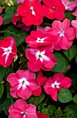 IMPATIENS WALLERIANA TUMBLER ROSE STAR