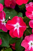 IMPATIENS WALLERIANA TUMBLER ROSE STAR