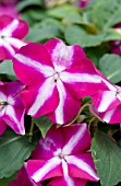 IMPATIENS WALLERIANA TUMBLER VIOLET STAR