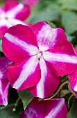 IMPATIENS WALLERIANA TUMBLER VIOLET STAR