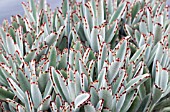 KALANCHOE TOMENTOSA PANDA PLANT