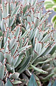 KALANCHOE TOMENTOSA PANDA PLANT