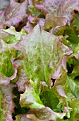 LACTUCA SATIVA VULCAN, LETTUCE