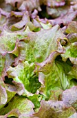 LACTUCA SATIVA VULCAN, LETTUCE