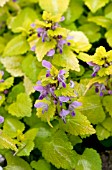 LAMIUM MACULATUM AUREUM