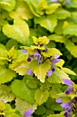 LAMIUM MACULATUM AUREUM