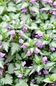 LAMIUM MACULATUM LAMI MEGA PURPLE