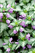 LAMIUM MACULATUM LAMI MEGA PURPLE