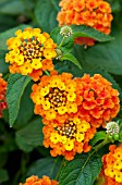 LANTANA CHIPOTLE BLAZE