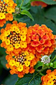 LANTANA CHIPOTLE BLAZE