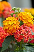 LANTANA LUCKY FLAME