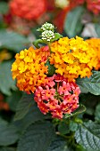 LANTANA LUCKY FLAME