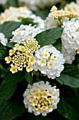 LANTANA LUCKY LEMON GLOW