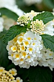 LANTANA LUCKY LEMON GLOW