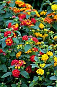 LANTANA MIX