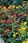 LANTANA MIX