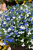 LOBELIA ERINUS TECHNO BLUE RAY MIX