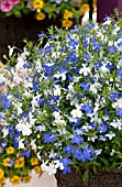 LOBELIA ERINUS TECHNO BLUE RAY MIX