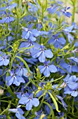 LOBELIA ERINUS TECHNO HEAT ELECTRIC BLUE