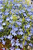 LOBELIA ERINUS TECHNO HEAT ELECTRIC BLUE