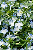 LOBELIA ERINUS TECHNO UPRIGHT HEAT LIGHT BLUE