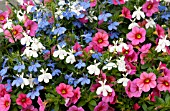 LOBELIA, CALIBRACHOA