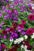 LOBELIA, PETUNIA, BACOPA