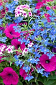 LOBELIA, VERBENA, PETUNIA