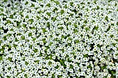 LOBULARIA MARITIMA GIGA WHITE