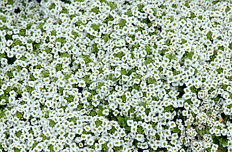 LOBULARIA_MARITIMA_GIGA_WHITE