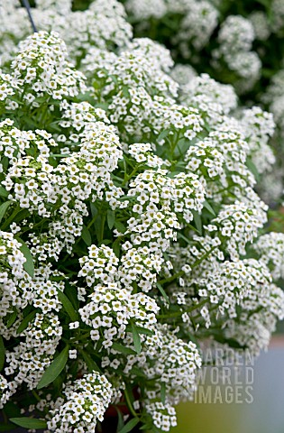 LOBULARIA_MARITIMA_SILVER_STREAM