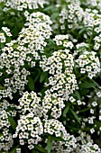 LOBULARIA MARITIMA SILVER STREAM