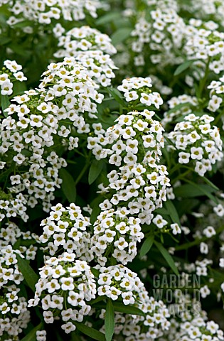 LOBULARIA_MARITIMA_SILVER_STREAM