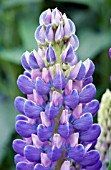 LUPINUS POLYPHYLLUS CAMELOT BLUE